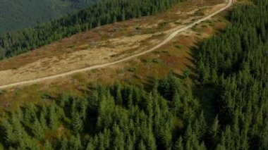 Hilly road trees surrounding amazing summer national park woods way landscape