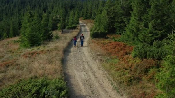 Aerial hikers forest road exploration among green spruce trees warm summer day — Stockvideo