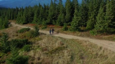Aerial couple walking forest road view among green spruce trees spring day