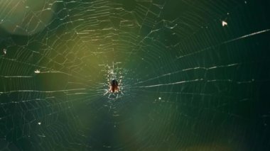 Forest insect hanging cobweb in sunlight wild woods countryside. Forest life.