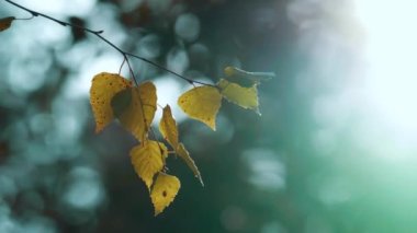 Yellow autumn tree leaves in calm meditative wild woodland. Herbal background.