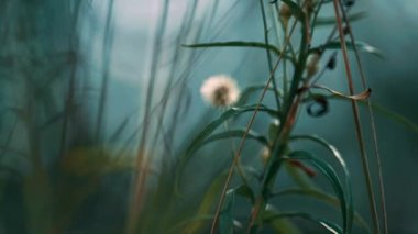Spikelet growth in forest in defocused green forest grass. Calm natural view.