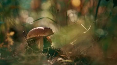 Forest edible brown mushroom growth in closeup woodland grass. Calm fall mood.