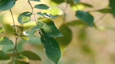 Forest stick leaves plant in defocused sunbeams natural view. Tree leaf concept.