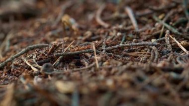 Wild insects crawling on brown forest ground. Little dangerous ants calm life.