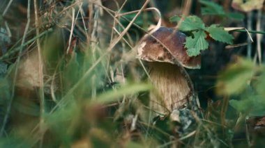 Boletus growth in grass in countryside woodland calmness. Woods silence concept.