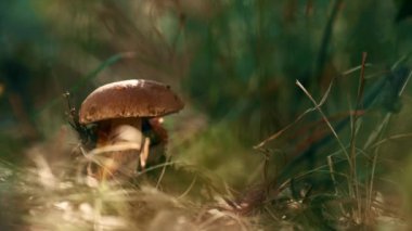 Forest mushroom edible in wild autumn woodland. Closeup boletus growing grass.