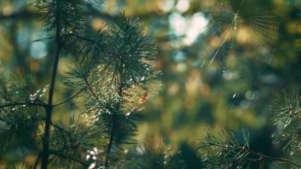 Cobweb swaying on pine neeples in calm forest. Close up fir branches outdoors. — Video
