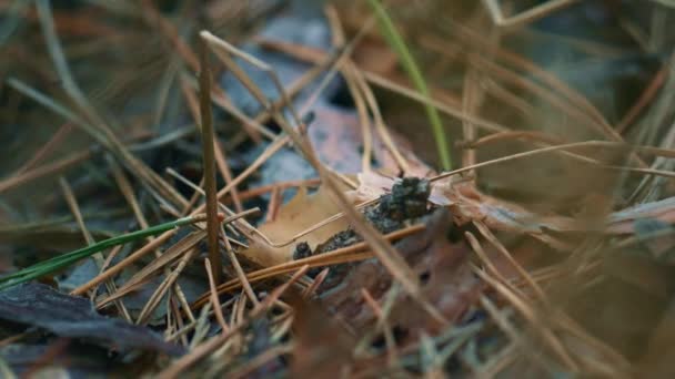 Little ants searching for food in close up ground wild forest autumn leaves. — Stok video