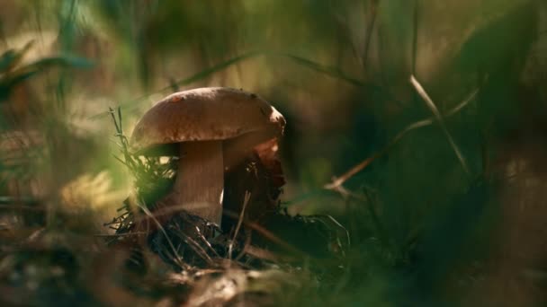 Brown mushroom boletus growing outdoors in green autumn grass in woodland. — Stok video