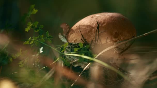 Edible plant mushroom in field in autumn woodland calmness meditative vibes. — Wideo stockowe