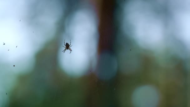 Spider hanging on cobweb in green wild nature countryside rainforest outdoors. — Stok Video