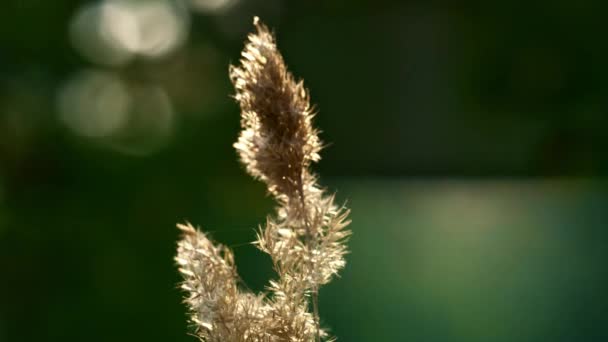 Field spikelet in sunlight on wild meadow. Charming spring ecology natural view. — Vídeo de Stock