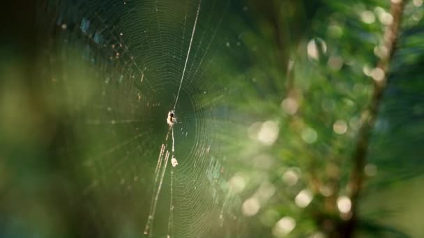 Tiny little spider hanging on thin rainforest close up cobweb. Wild insect life. — Vídeo de stock