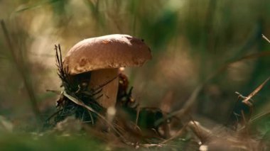 Edible plant boletus mushroom growing at autumn woodland in green grass.