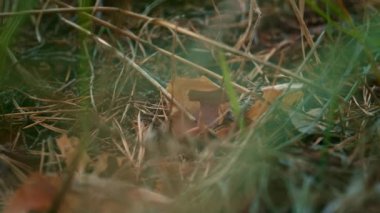 Little ant crawling ground in green calm forest close up grass. Wild atmosphere.