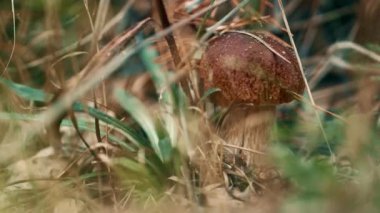 Brown edible forest mushroom growth in wild atmosphere in closeup autumn grass.