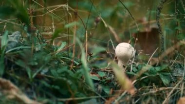 Dangerous mushroom in forest in closeup autumn wood grass. Calm lawn atmosphere.