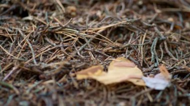 Wild ant nest life in calm close up macro view autumn season outdoors woodland.