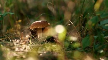 Sunbeam forest mushroom growing in light autumn macro view grass. Fall mood.