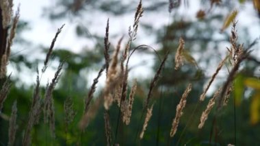 Forest spikelets swaying in meditation calmness atmosphere. Wild plant growing.