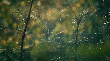 Spider cobweb on pine needles in meditative sunny woods.
