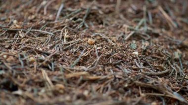 Wild ant crawling on ground in natural organic woodland. Countryside wild field.