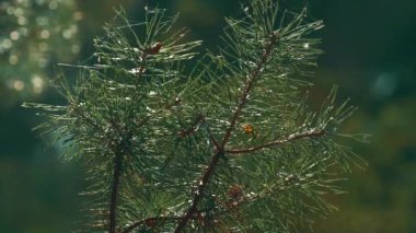 Green autumn pine neeples growing in meditative macro view charming woodland.