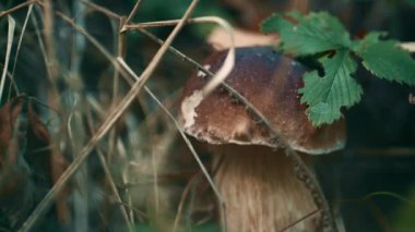 Forest brown boletus in autumn woodland in green season grass natural field.