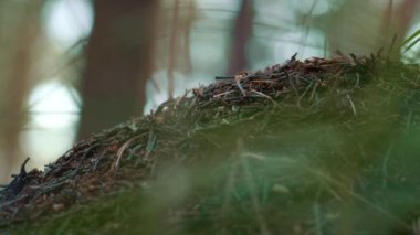Forest dangerous ant nest in wild closeup meditative rainforest.