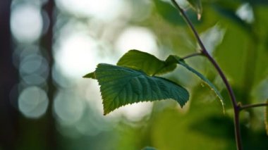 Spring leaf tree forest closeup in meditative calm green sunlight woodland.