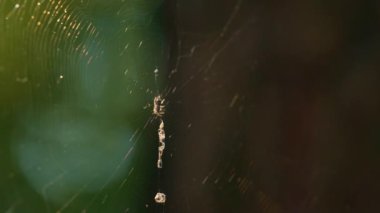 Little spider weaving web in sunlight rainforest. Macro view of tiny creature.