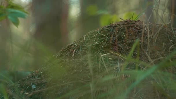 Wild forest ant nest in meditative green ground meadow grass in countryside. — Video