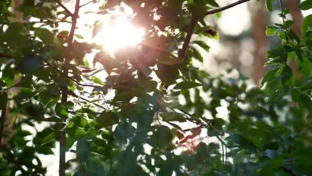 Sunbeams in forest leaves in charming woodland atmosphere. Tree calmness vibes. — Wideo stockowe