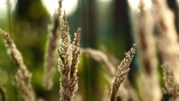 Autumn field leaves view. Sunlight spikelet growth in silence forest grass. — Stockvideo