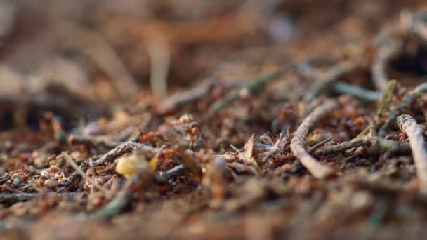 Forest ant inscets searching for food in autumn season macro view woodland. — Stockvideo