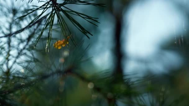 Forest green fir branch growth in autumn season outdoors countryside. — Vídeo de Stock
