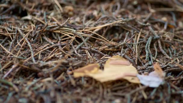 Wild ant nest life in calm close up macro view autumn season outdoors woodland. — Stockvideo