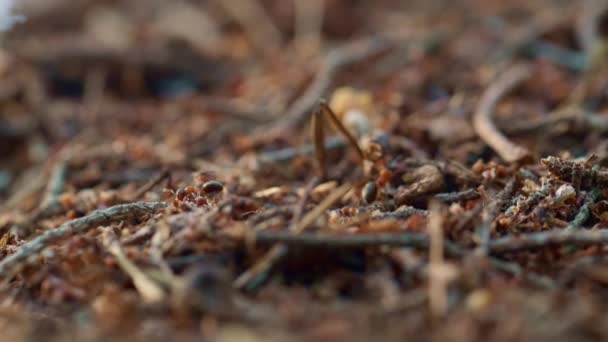 Крихітні мурахи повзають в гнізді на коричневий осінній сезон земляна трава в макро лісі . — стокове відео