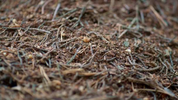 Wild ant crawling on ground in natural organic woodland. Countryside wild field. — Vídeo de stock