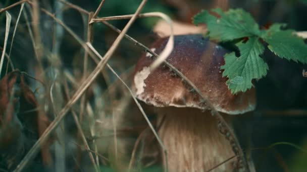 Forest brown boletus in autumn woodland in green season grass natural field. — Stock Video