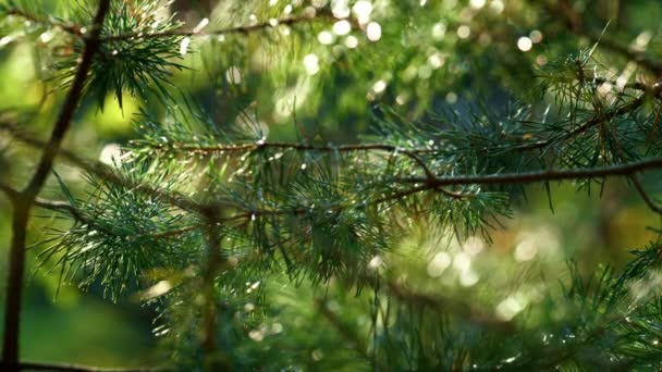 Wet fir neeples growing in meditative countryside rainforest. Sunny wet woods. — Video