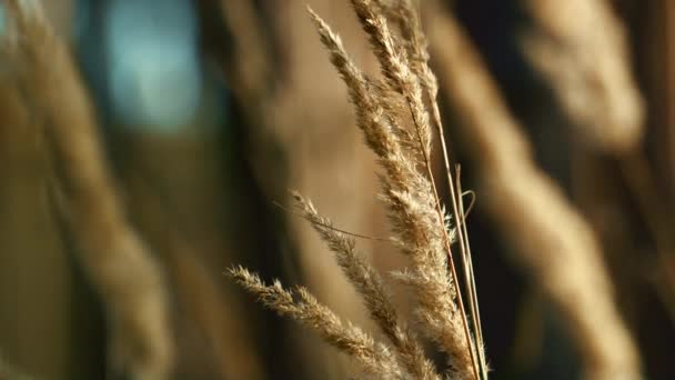 Wild lawn field spikelets growth in sunlight in blur forest herbal background. — Wideo stockowe