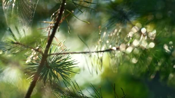 Cobweb on pine needles swaying in close up sunshine autumn rainforest outdoors. — Stok video