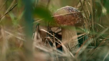 Edible brown mushroom at meditative calm autumn woodland in green grass.