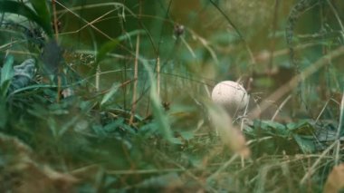 Poisonous mushroom in woods at light season field background in autumn vibes.