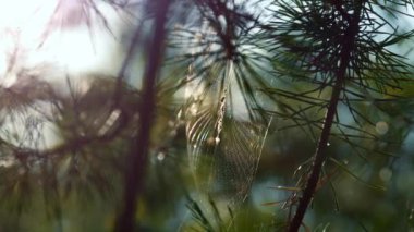 Wind swaying forest cobweb in sunshine spring countryside. Close up spider web.