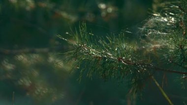 Green fir pine neeples with cobweb on closeup forest tree branch on calm nature.