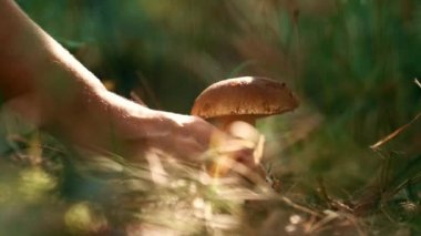 Male hand holding mushroom in closeup autumn green organic sunbeams grass. 