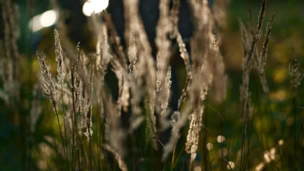 Sunlight autumn field spikelets swaying in vibe charming wild rainforest closeup — Stockvideo